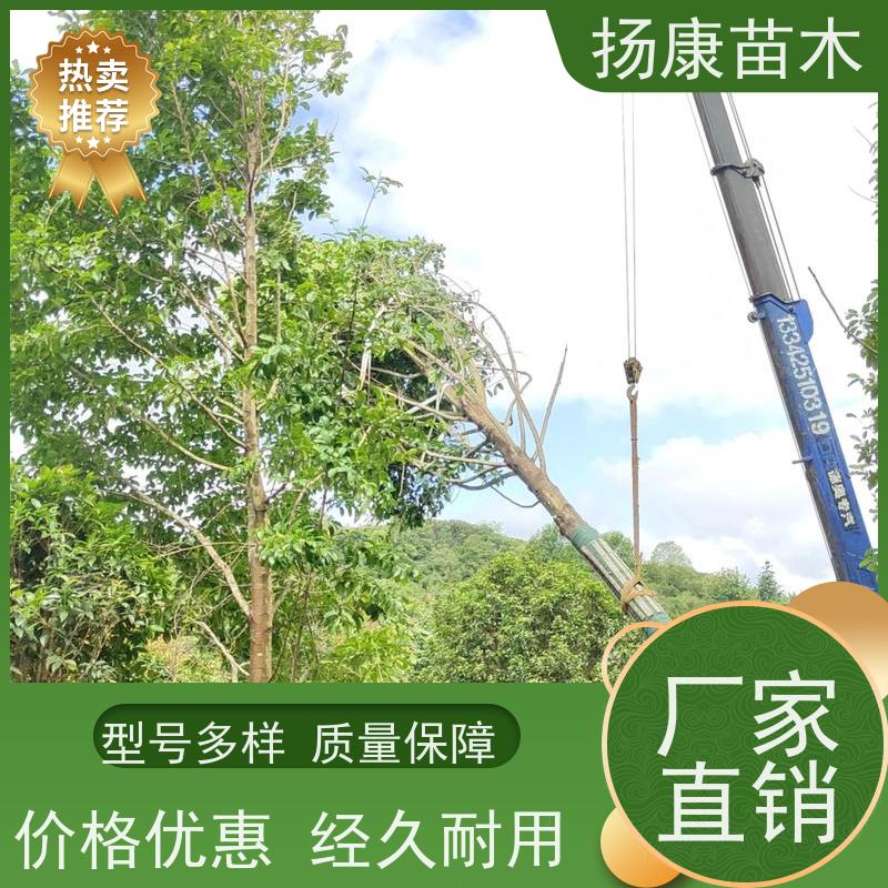 18公分全冠乐昌含笑 适用园林风景街道 高成活率