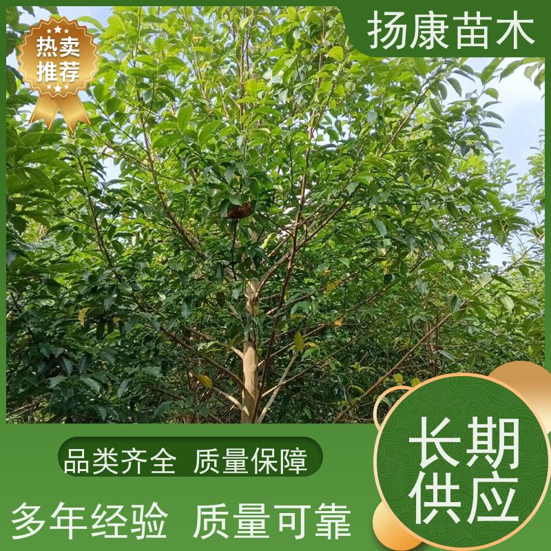 30公分乐昌含笑 园林景区栽植 精致美丽 易成活