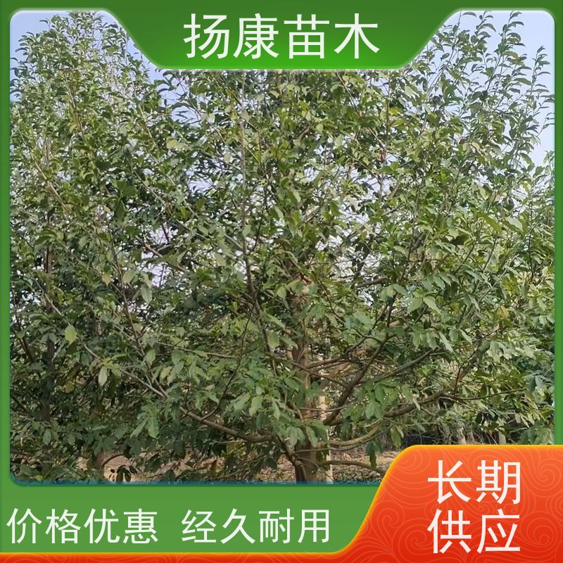 16公分乐昌含笑 行道树系列树种养护 种植基地