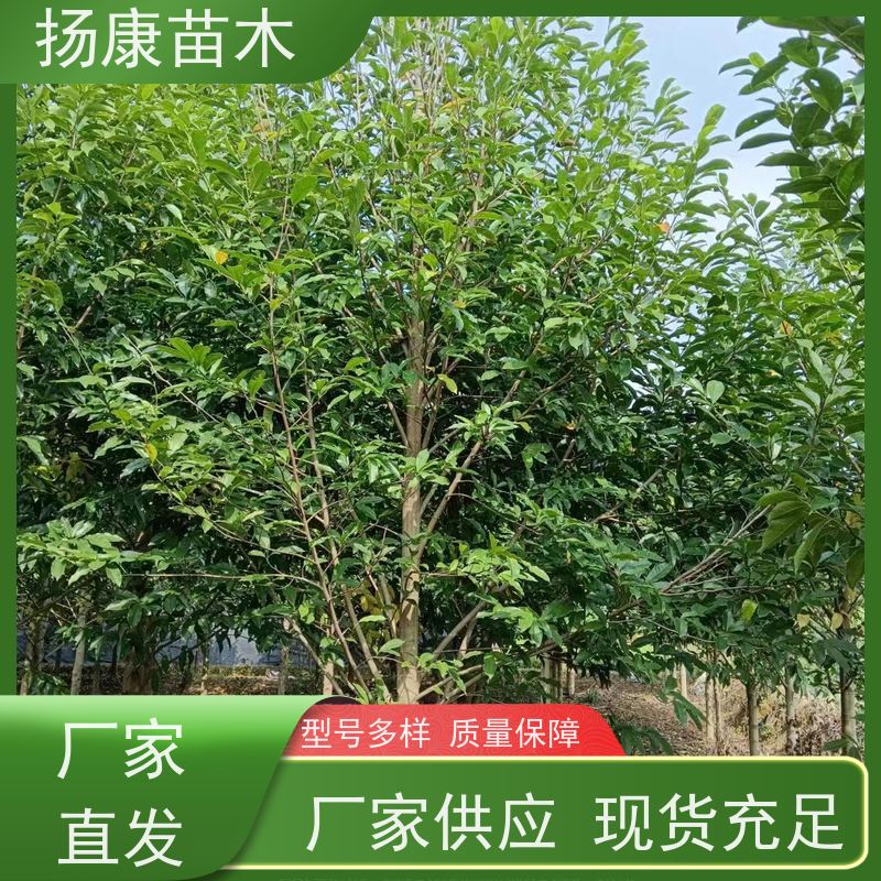 18公分全冠乐昌含笑 树干挺拔树荫浓郁 现挖现发
