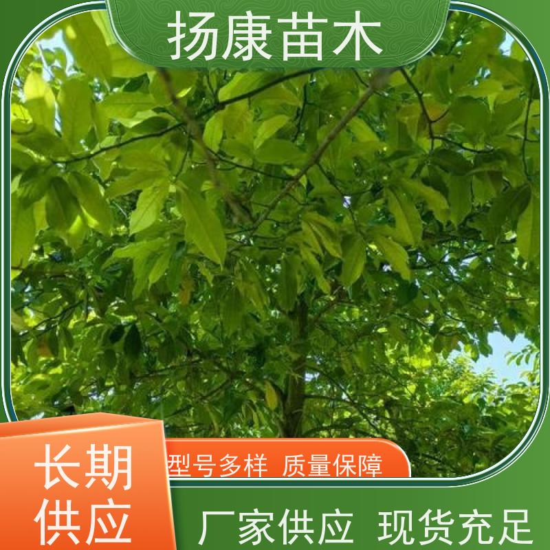 醉香含笑 公园绿化 露地种植 适应性强 批发销售