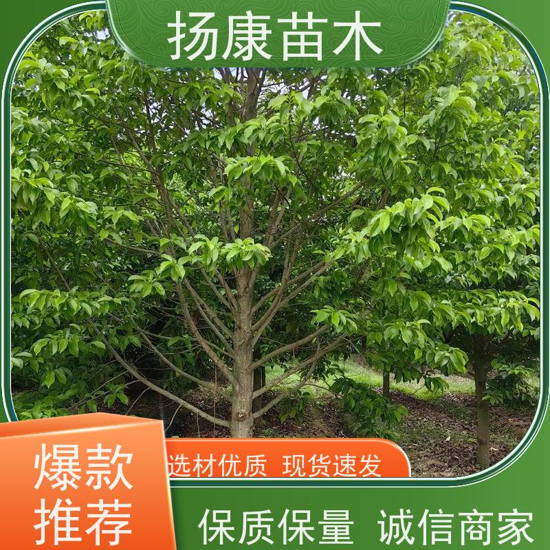 13公分乐昌含笑 行道树系列树种养护 树形优美 规格齐全