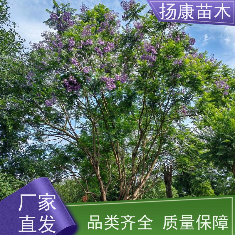 18公分全冠乐昌含笑 园林景区栽植 精致美丽 现挖现发