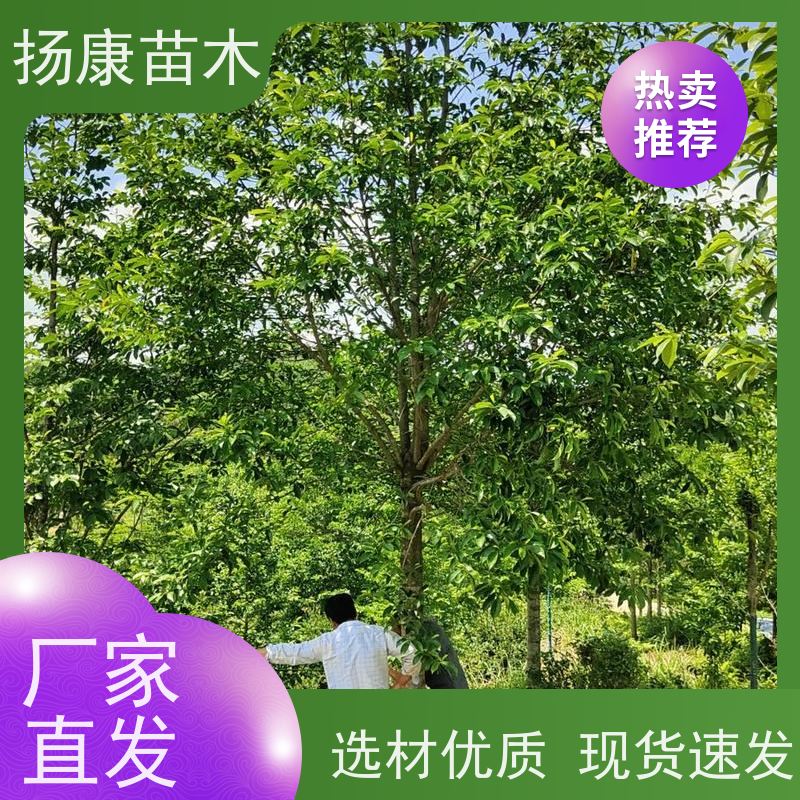 20公分乐昌含笑 枝叶繁茂 四季常青行道树 规格齐全