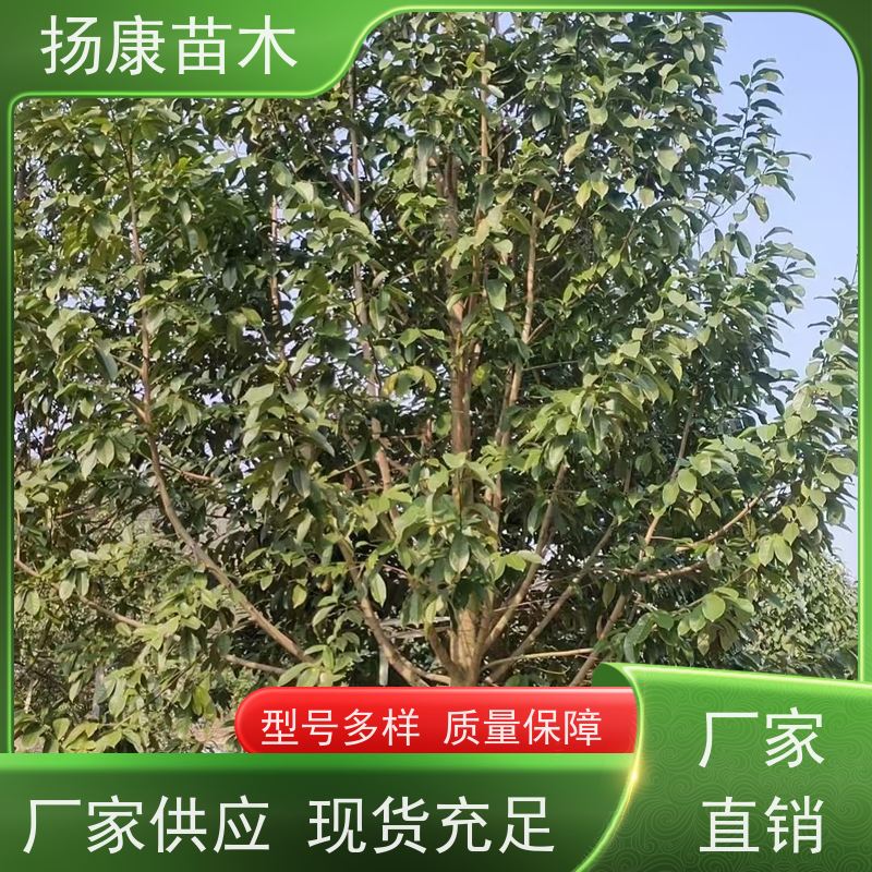 11公分乐昌含笑 园林庭院造景植物 适用性强 种类齐全