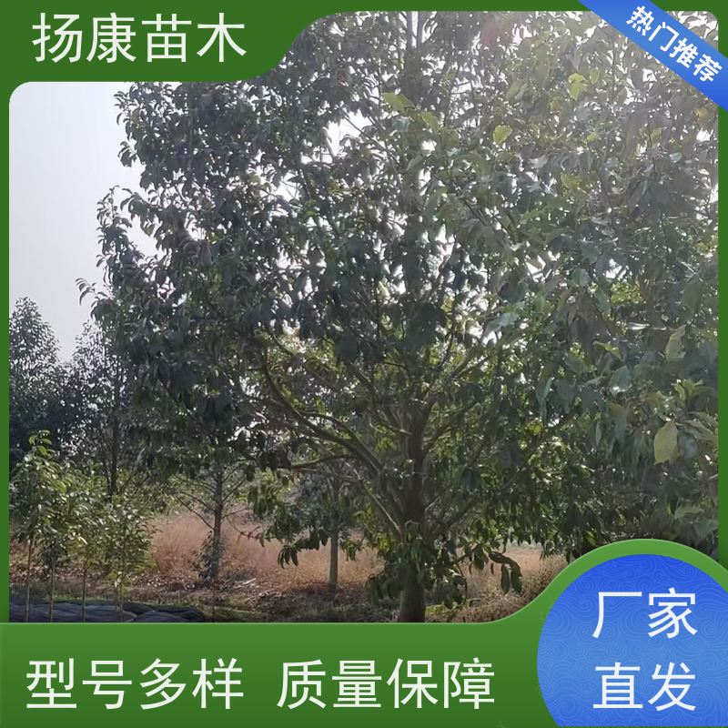 19公分乐昌含笑 园林景区栽植 精致美丽 苗木批发