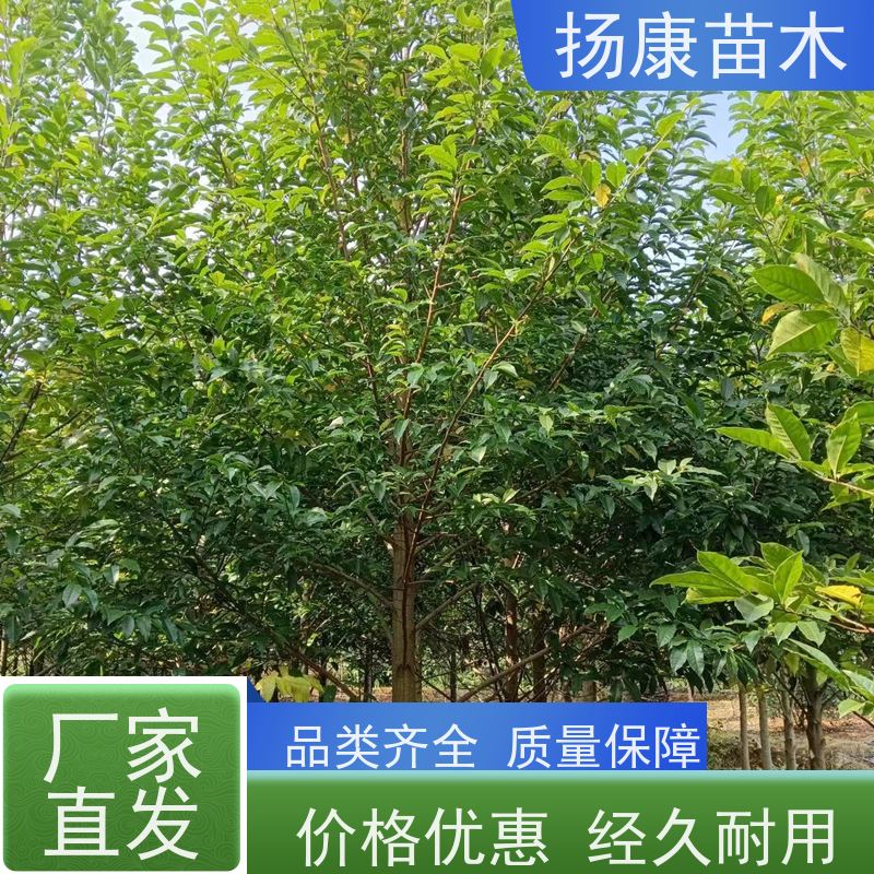 14公分乐昌含笑 公园绿化 露地种植 适应性强 种类齐全
