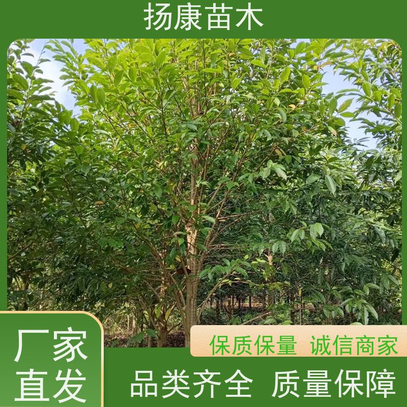 19公分乐昌含笑 行道树系列树种养护 实地看苗 