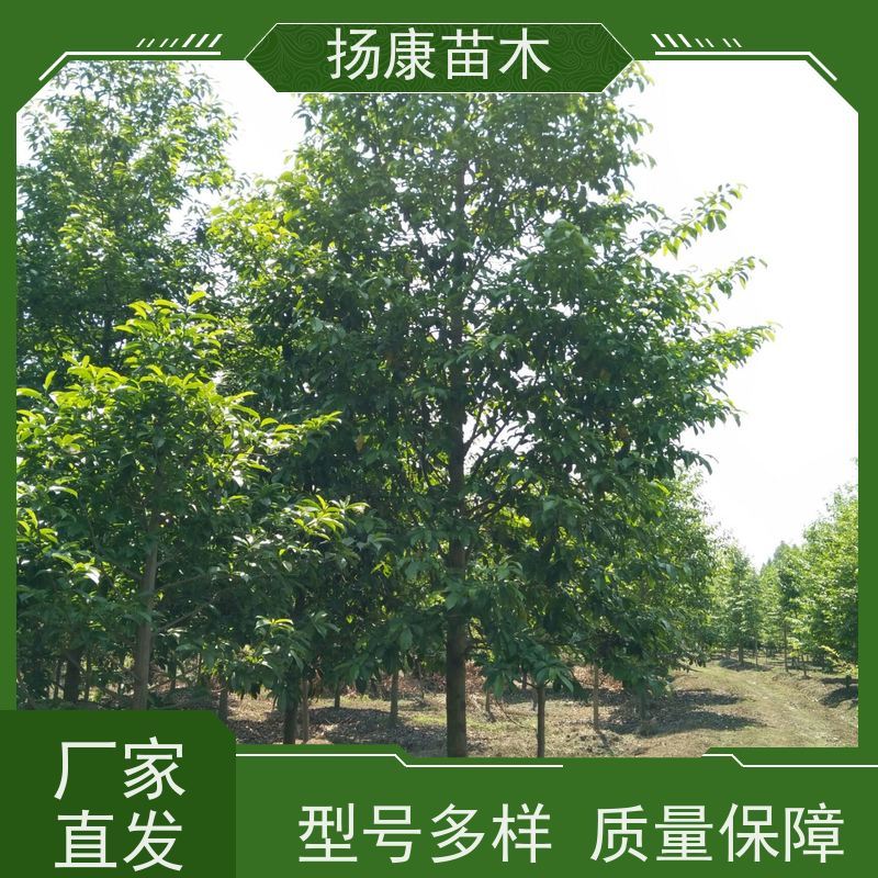 40公分乐昌含笑 树形优美 工厂绿化可用 规格齐全