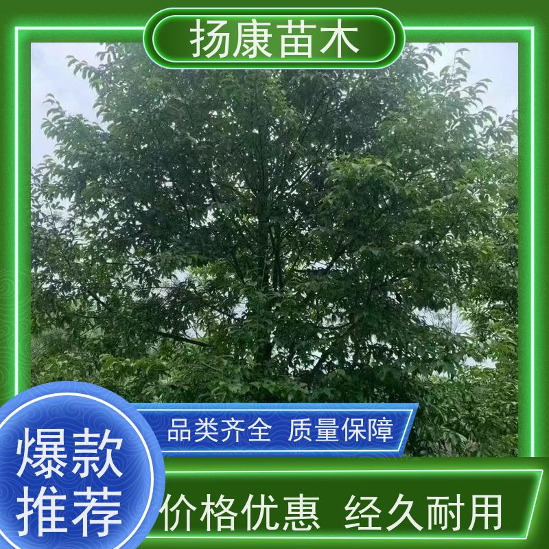 17公分乐昌含笑 园林景区栽植 精致美丽 批发销售