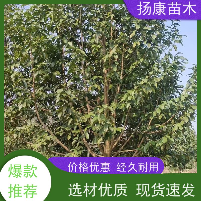 9公分乐昌含笑 竖形常绿灌木绿植适用于园林绿化 种植基地