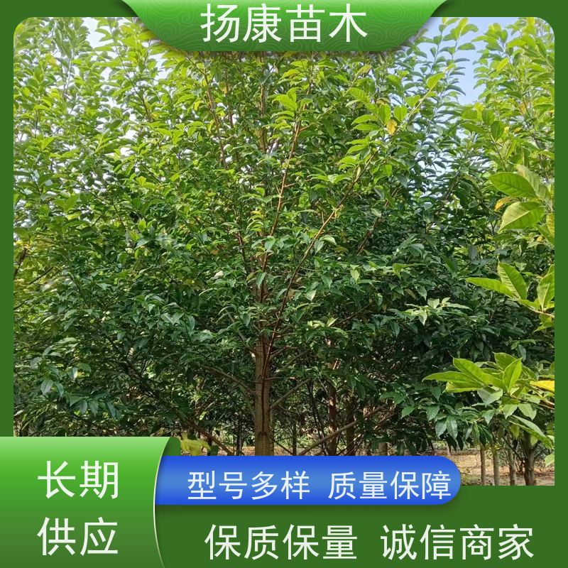 醉香含笑 竖形常绿灌木绿植适用于园林绿化 现挖现发