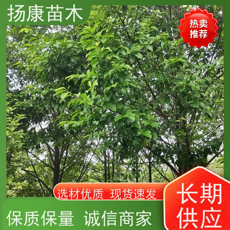 10公分乐昌含笑 树形优美 工厂绿化可用 大量供应