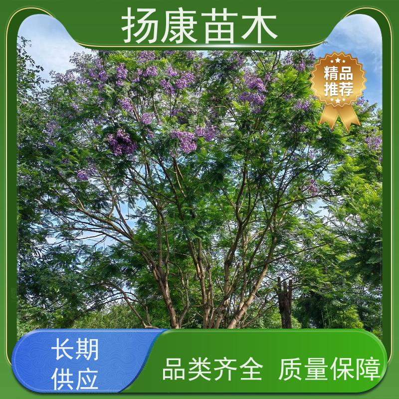 25公分乐昌含笑 枝叶繁茂 四季常青行道树 优选常绿