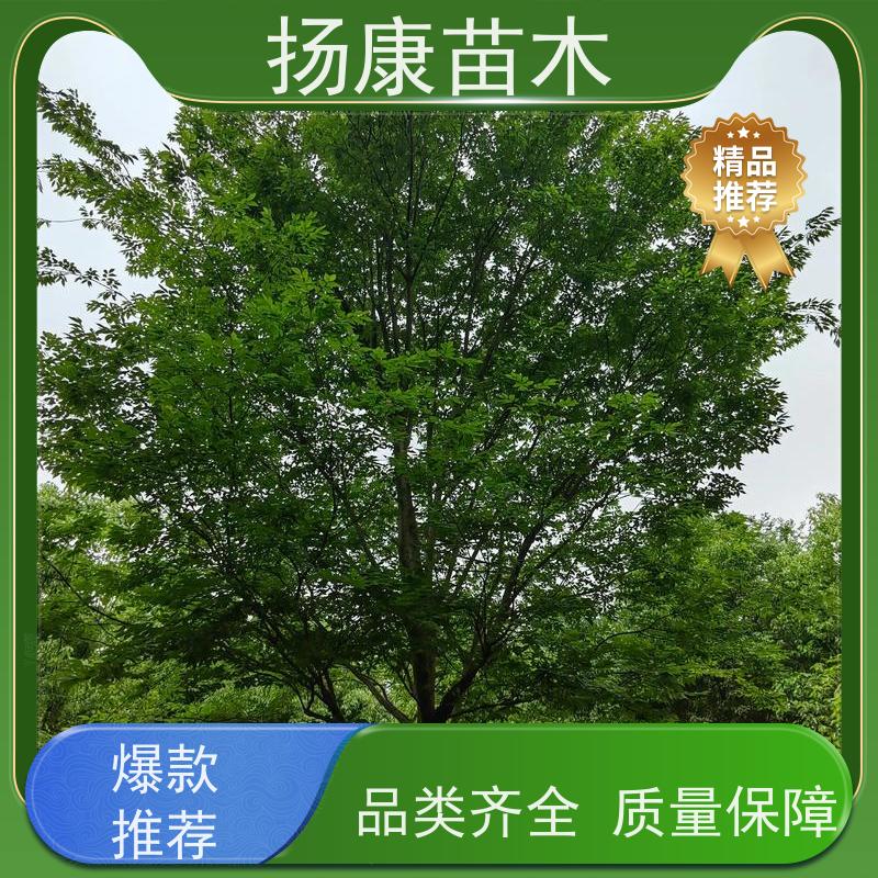 18公分全冠乐昌含笑 适用于公园绿化 培育基地