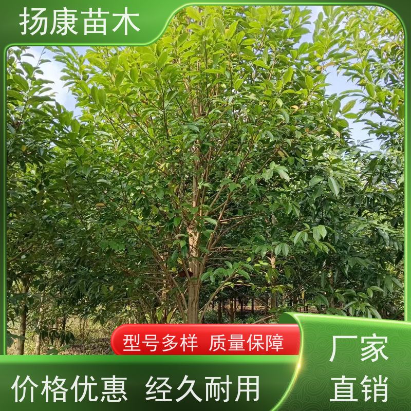 35公分乐昌含笑 公园绿化 露地种植 适应性强 培育基地