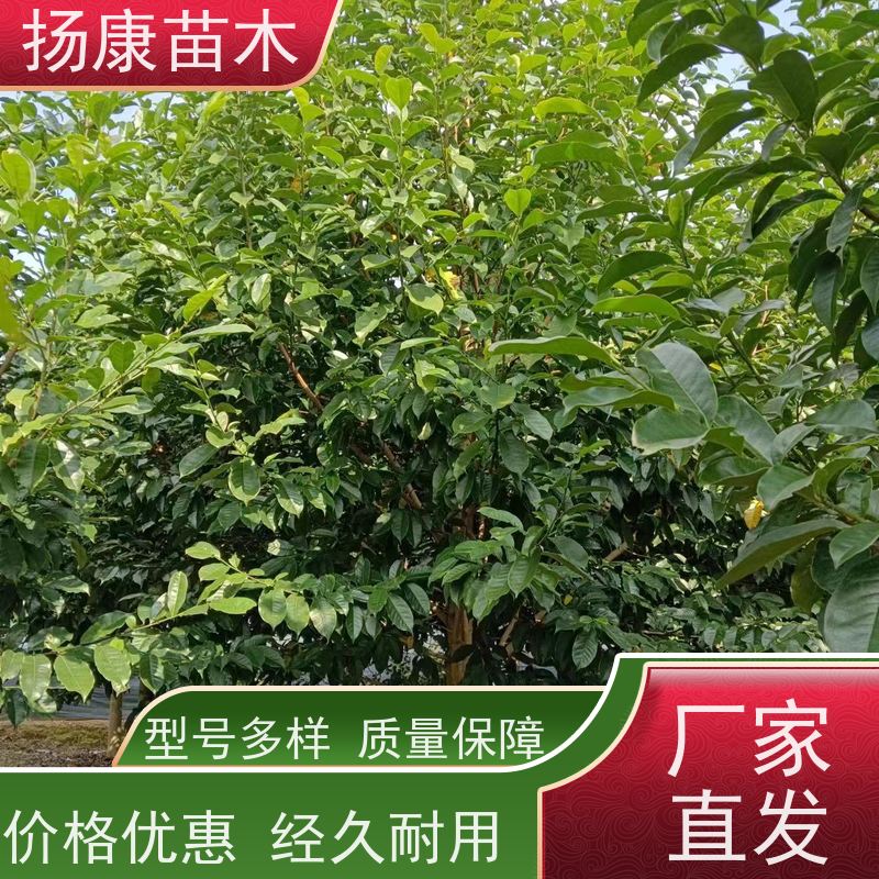 14公分乐昌含笑 枝叶繁茂 四季常青行道树 现挖现卖