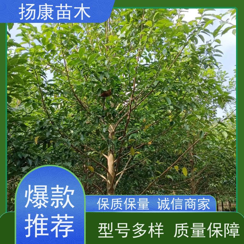 25公分乐昌含笑 竖形常绿灌木绿植适用于园林绿化 批发销售