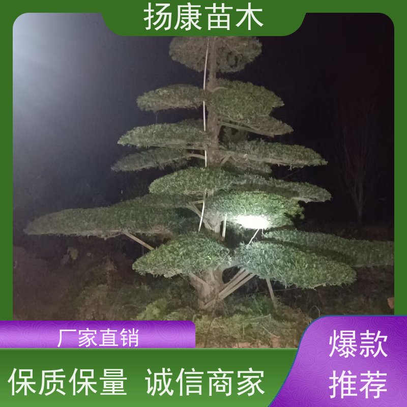 精品造型罗汉松 基地直供 扬康苗木 别墅庭院风景树 