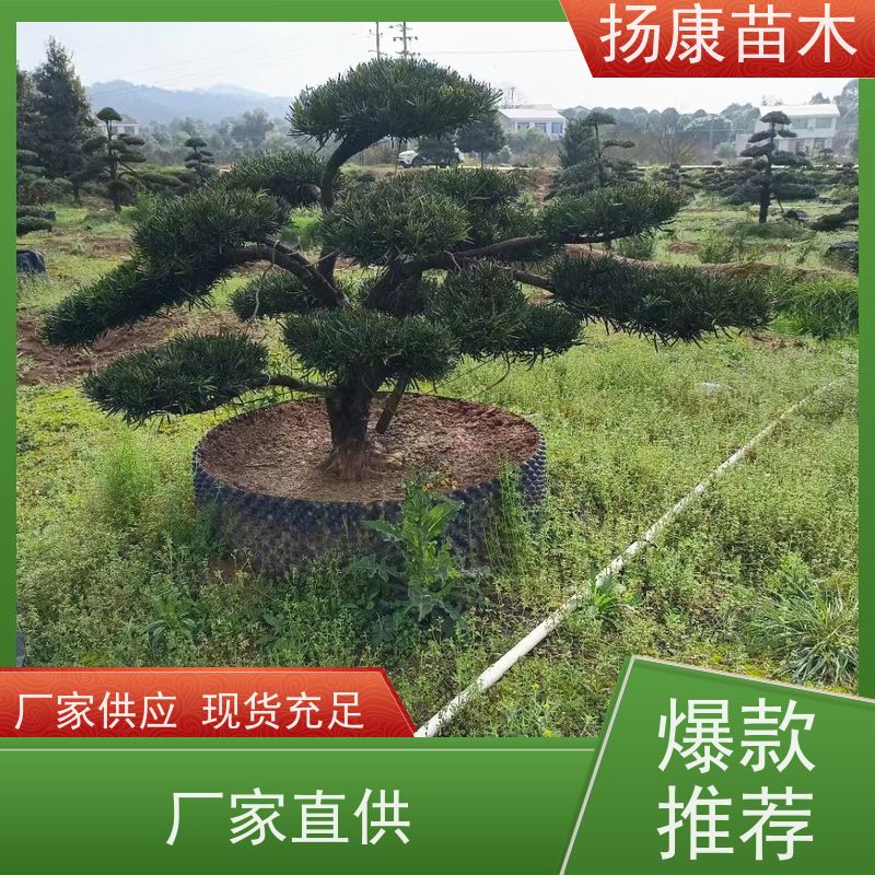 斜飘罗汉松 多种规格可选 扬康苗木 苗圃观赏植物
