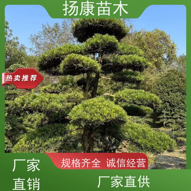 扬康苗木 地采购 庭院别墅主景树 品种齐全 造型罗汉松