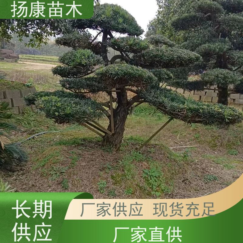 15公分罗汉松 全国供应 扬康苗木 别墅庭院风景树 