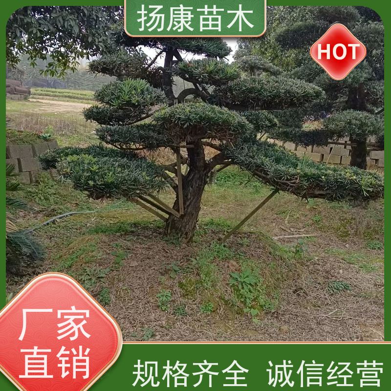 扬康苗木 景区园林绿化用 黑松 别墅庭院风景树 海岛罗汉松