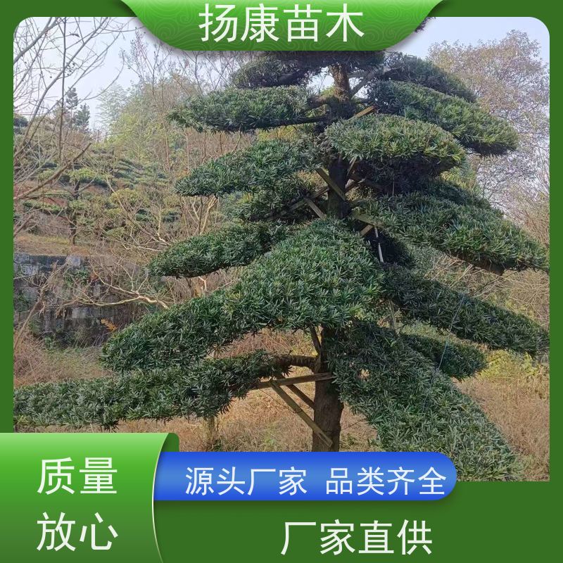 12公分罗汉松 多种规格可选 扬康苗木 别墅庭院风景树 