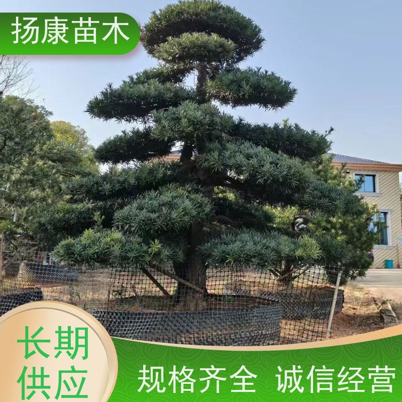 12公分罗汉松 基地直供 扬康苗木 景区园林公园绿化种植