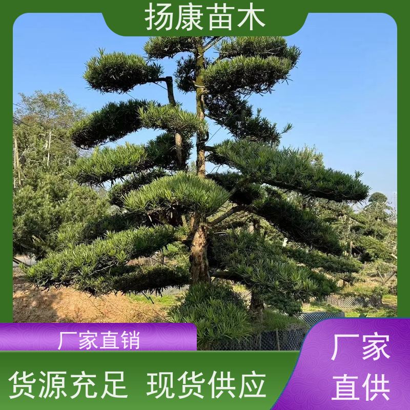 扬康苗木 H1-2米无纺布大袋苗 根须发达易成活 20公分罗汉松