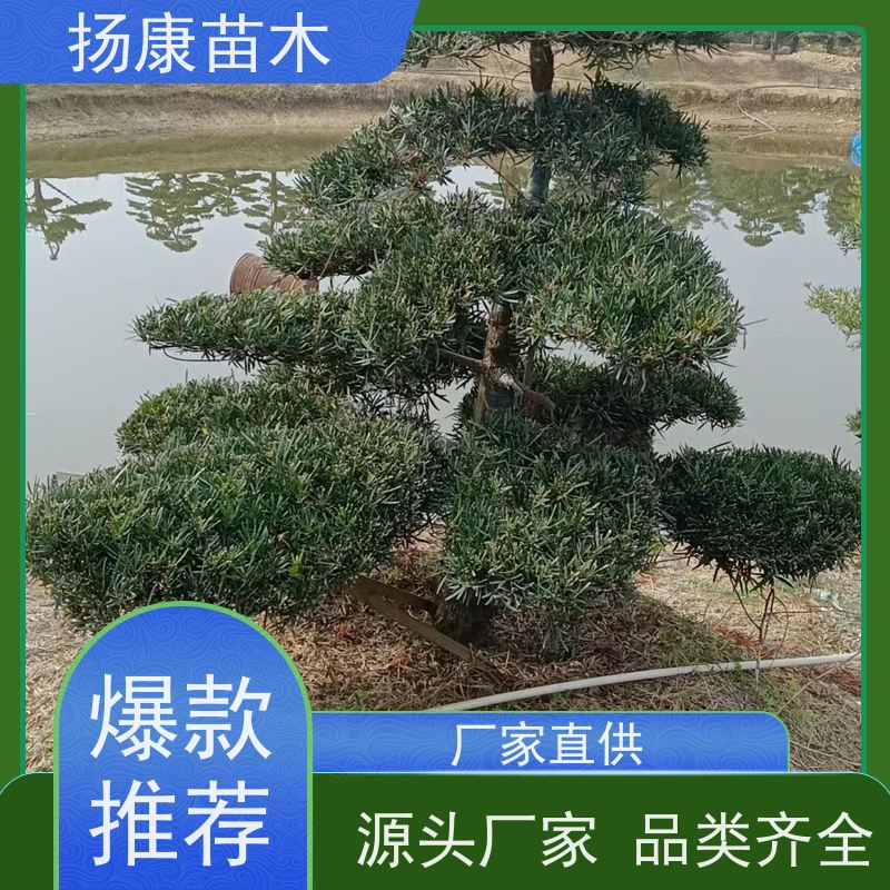 斜飘罗汉松 全国供应 扬康苗木 园林绿化造型松