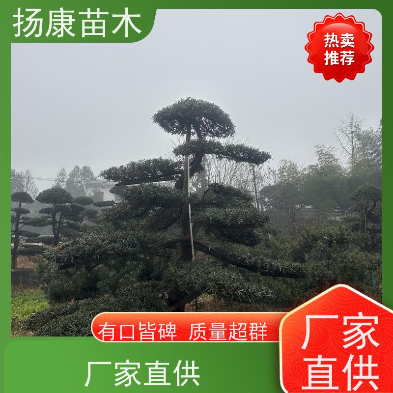 宽叶罗汉松 多种规格可选 扬康苗木 四季常青植物