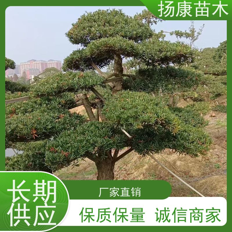 15公分罗汉松 全国供应 扬康苗木 园林绿化造型松