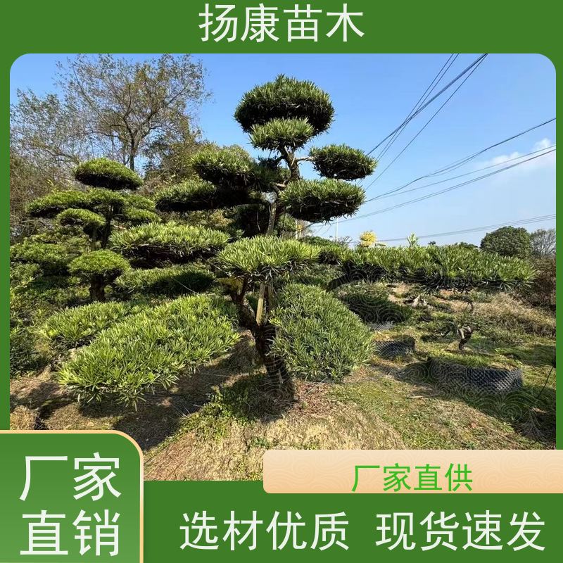 斜飘罗汉松 规格齐全 扬康苗木 别墅庭院风景树 
