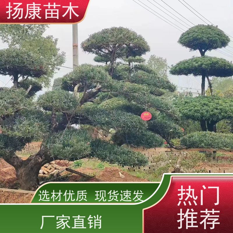 珍珠罗汉松 多种规格可选 扬康苗木 景区园林公园绿化种植