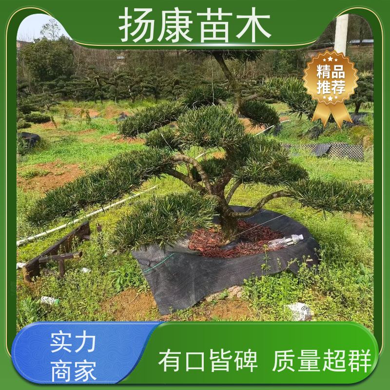 米叶罗汉松 多种规格可选 扬康苗木 别墅区点缀 易养活