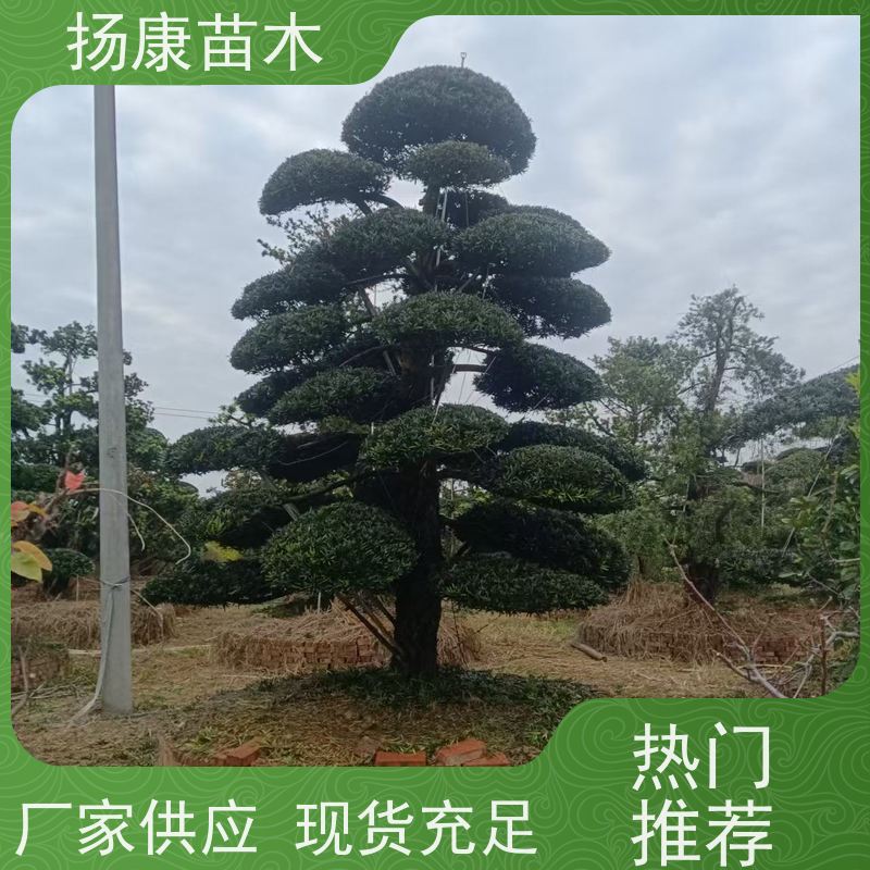 扬康苗木 可购园林造型树 绿化景观优选 冠幅3米 20公分罗汉松