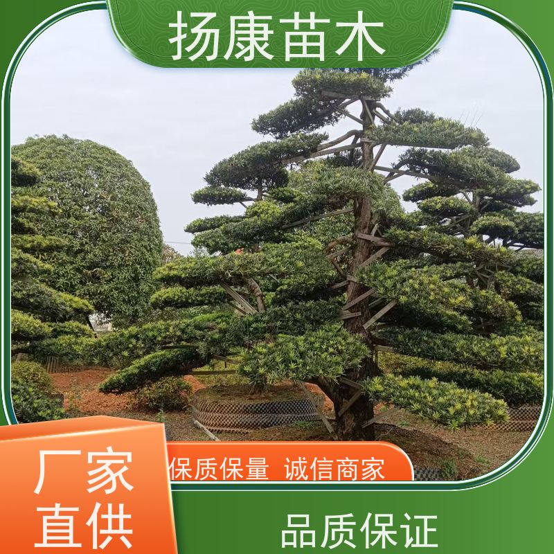 20公分罗汉松 基地直供 扬康苗木 别墅区点缀 易养活
