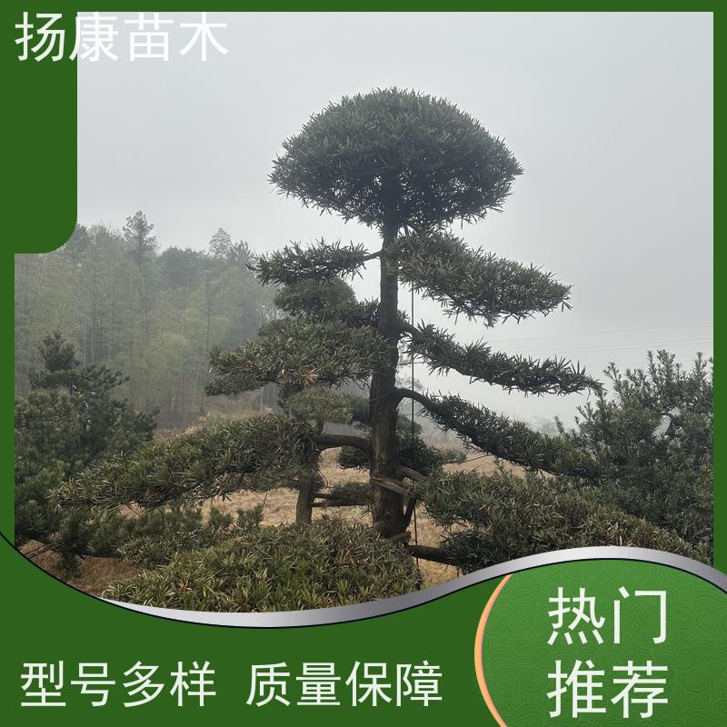 扬康苗木 规格齐全 形状优美 风景绿化树 斜飘罗汉松