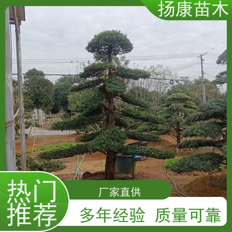 金钻罗汉松 多种规格可选 扬康苗木 别墅庭院风景树 