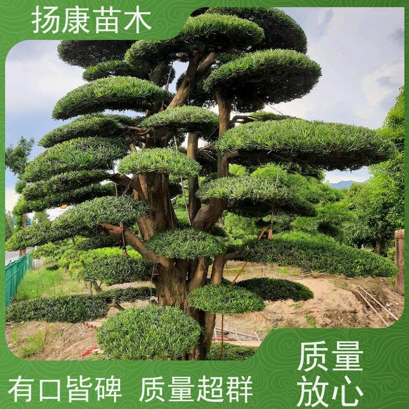 扬康苗木 规格齐全 形状优美 风景绿化树 贵妃罗汉松