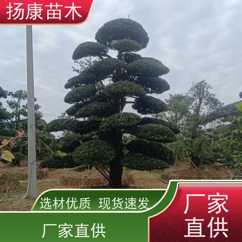 红芽珍珠罗汉松 规格齐全 扬康苗木 苗圃观赏植物