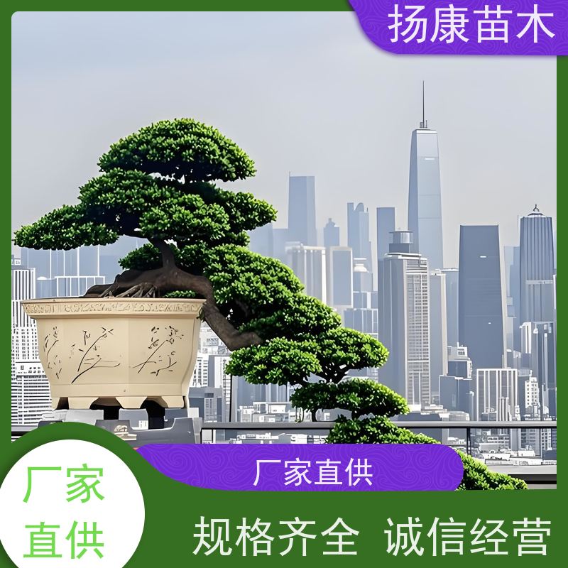 精品造型罗汉松 全国供应 扬康苗木 苗圃观赏植物