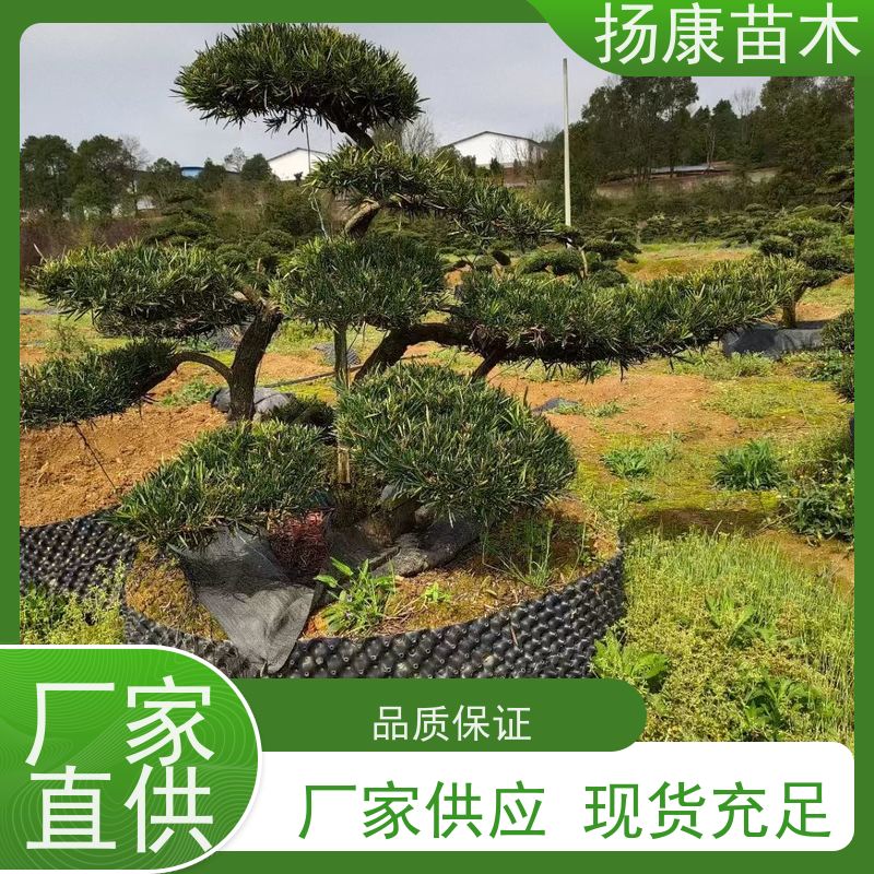 扬康苗木 园林庭院造景植物 成活率高 规格齐全 小叶罗汉松
