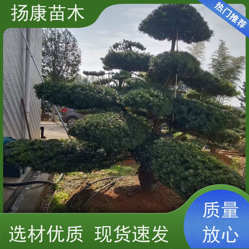 15公分罗汉松 全国供应 扬康苗木 苗圃观赏植物
