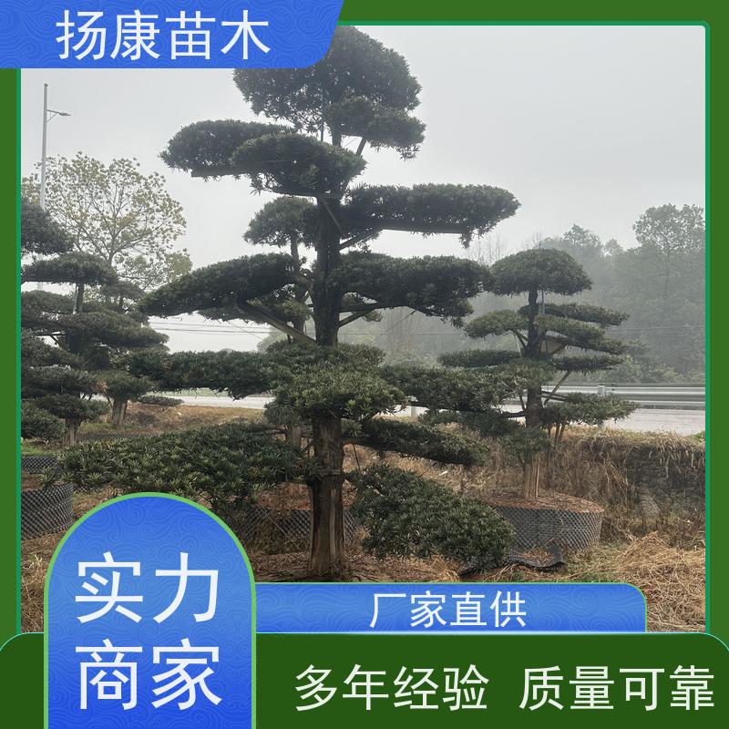 12公分罗汉松 规格齐全 扬康苗木 别墅区点缀 易养活