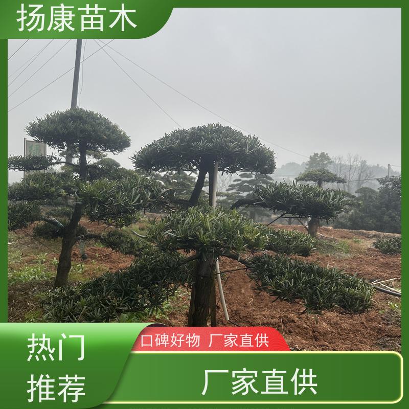红芽珍珠罗汉松 全国供应 扬康苗木 苗圃观赏植物
