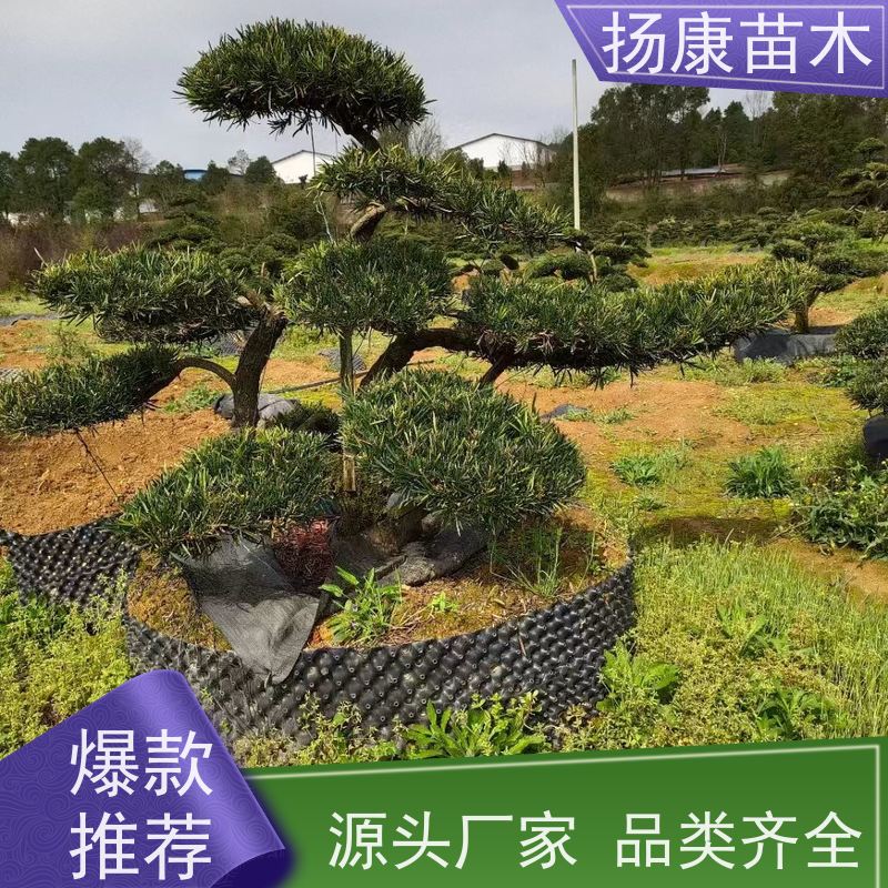扬康苗木 别墅庭院 工程一站式 带土球发货 雀舌罗汉松