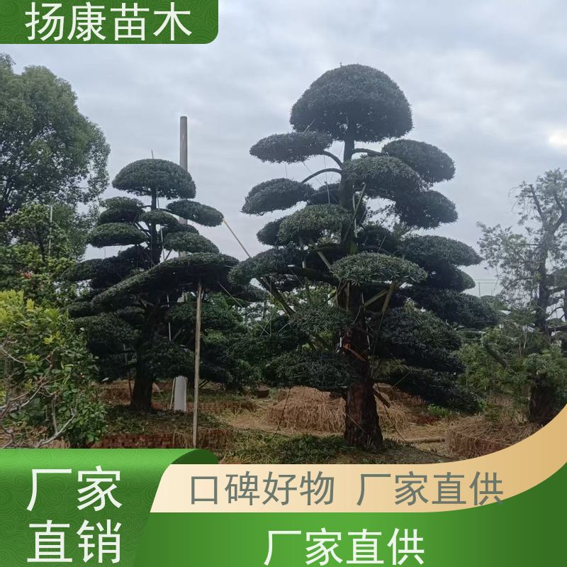 罗汉松 绿色系常绿乔木 南北适种露地栽培 园林景区绿化优选 扬康