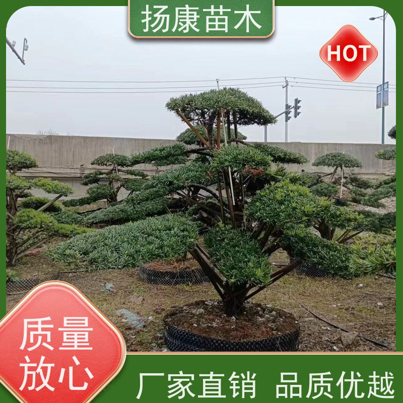 小叶罗汉松 全国供应 扬康苗木 1-20公分造型黑松 庭院小区绿化造景树